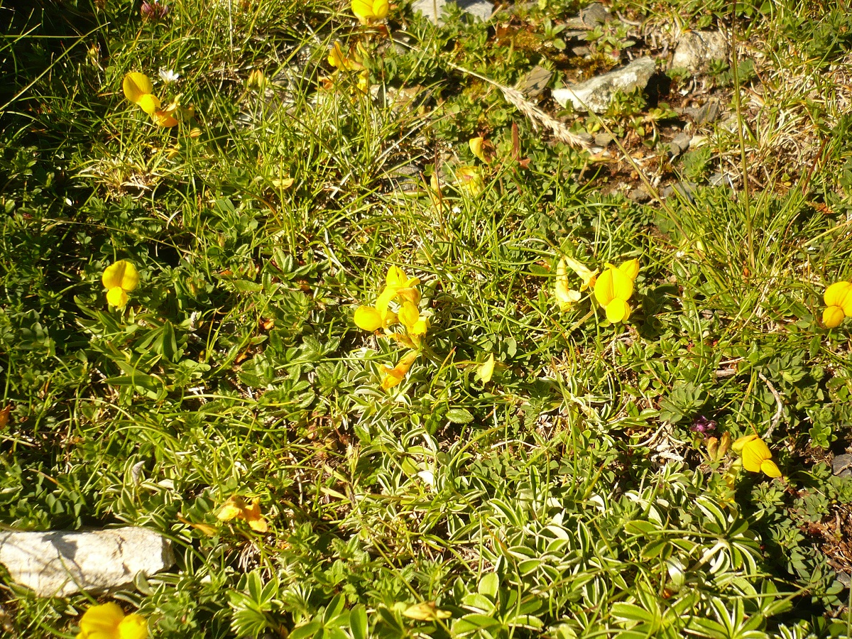 Lotus corniculatus subsp. alpinus (Fabaceae)